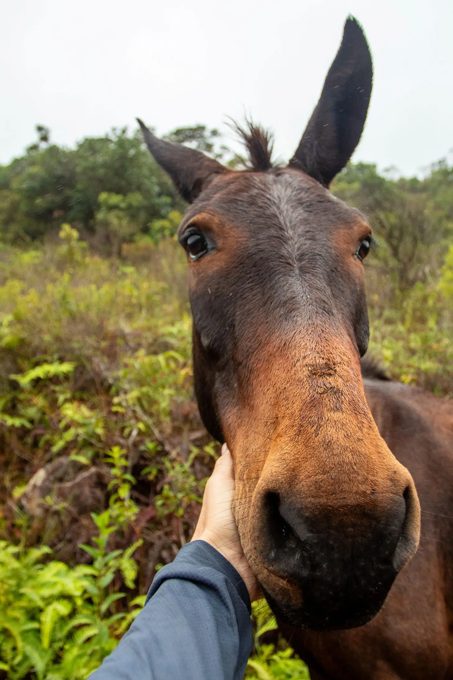Chapada Diamantina ()