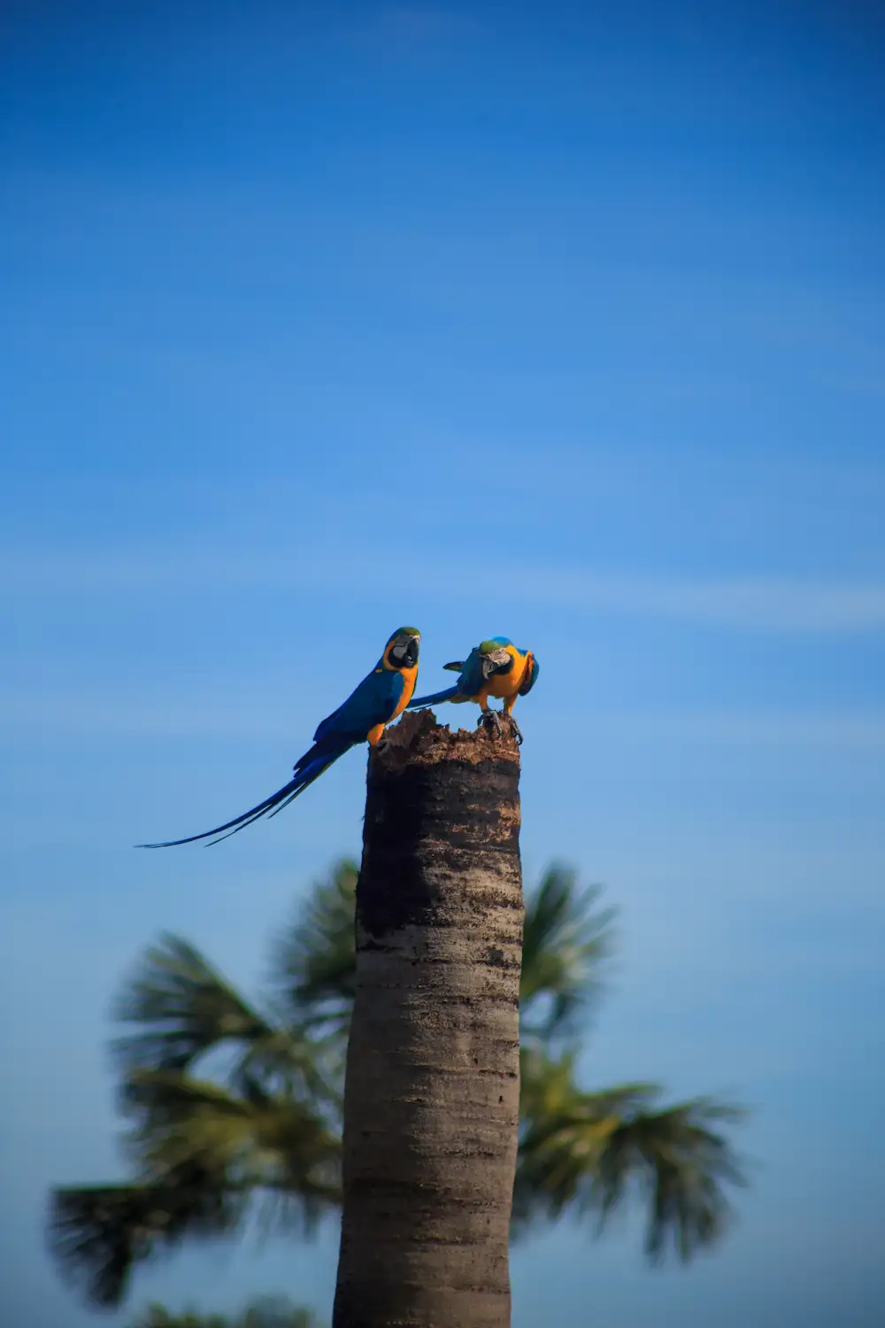 Chapada dos Veadeiros ()