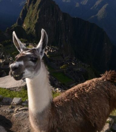 Machu Picchu
